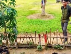 Sukses! Budidaya Sayur Mayur SMAN 1 Gunung Terang Berbuah Manis